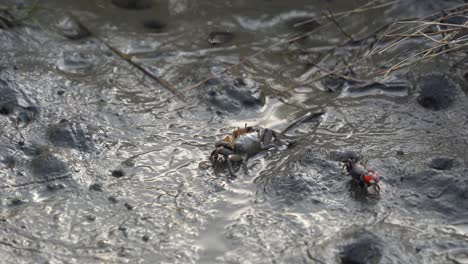 Courtship-displays-of-fiddler-crab-waving-and-drumming-its-claw-to-attract-female-partner-during-mating-season-on-a-muddy-tidal-flat,-Gaomei-wetlands-preservation-area,-Taichung,-Taiwan