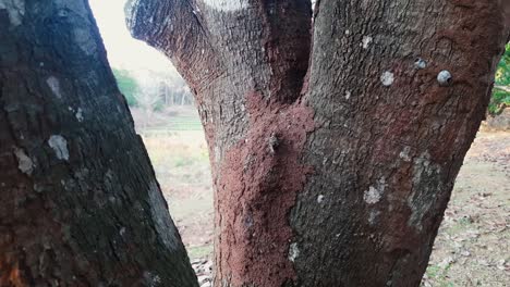 Close-up-static-shot-of-termites-in-termite-mound-on-tree-trunk