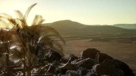 palms in desert at sunset