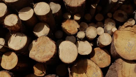 wood large piles of cut tree trunks, round logs