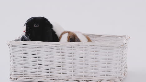 studio shot of two miniature flop eared rabbits sitting in basket bed together on white background