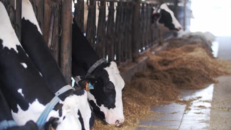 dairy cows feeding in a barn