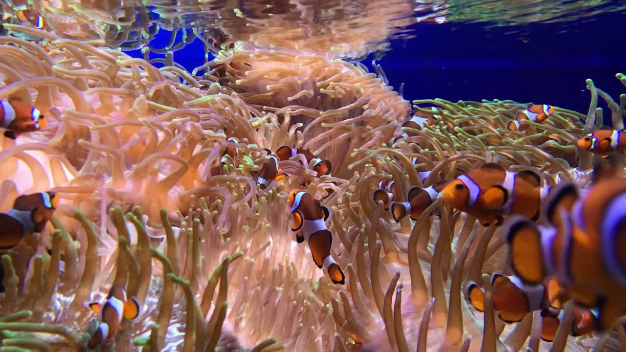 Sott'acqua di un pesce pagliaccio, Amphiprion percula, che nuota tra i tentacoli del suo anemone.