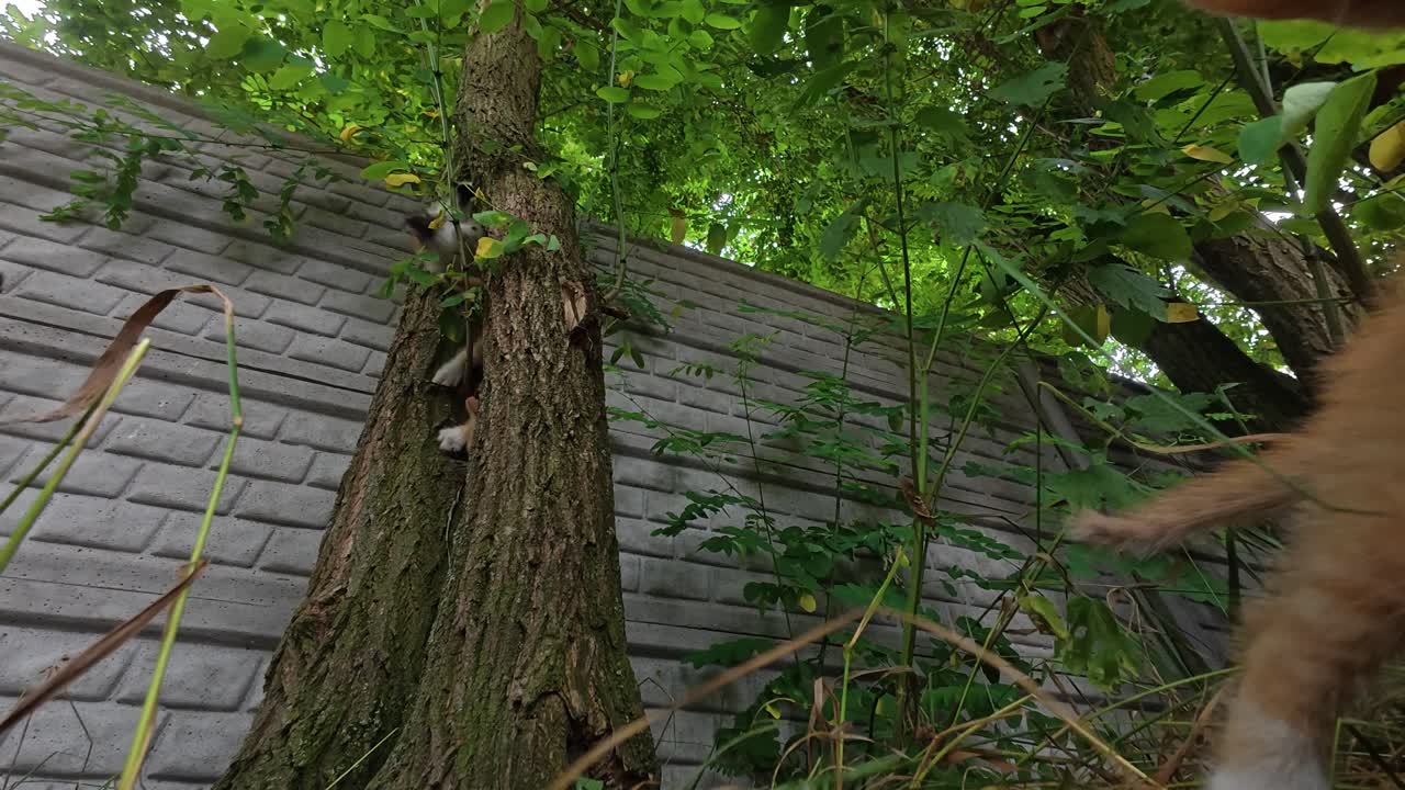 Playful kittens climbing acacia tree, one touches camera curiously and jumps back
