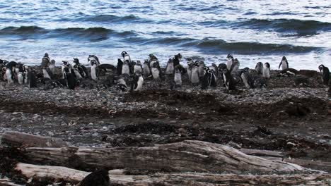 large group of magellanic penguins standing on the beach in patagonia chile