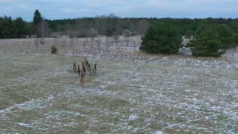 Aerial-establishing-shot-of-a-herd-of-Red-deer-running-across-the-agricultural-field-covered-by-light-snow,-overcast-winter-evening,-wide-drone-tracking-shot-moving-forward-low