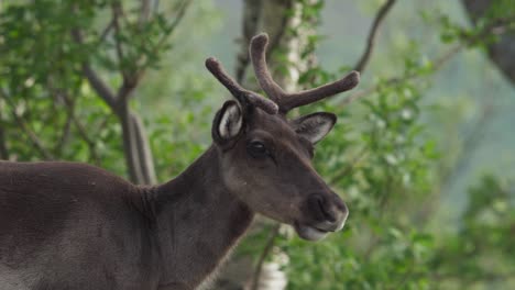 Side-View-of-A-Reindeer-Chewing-Food