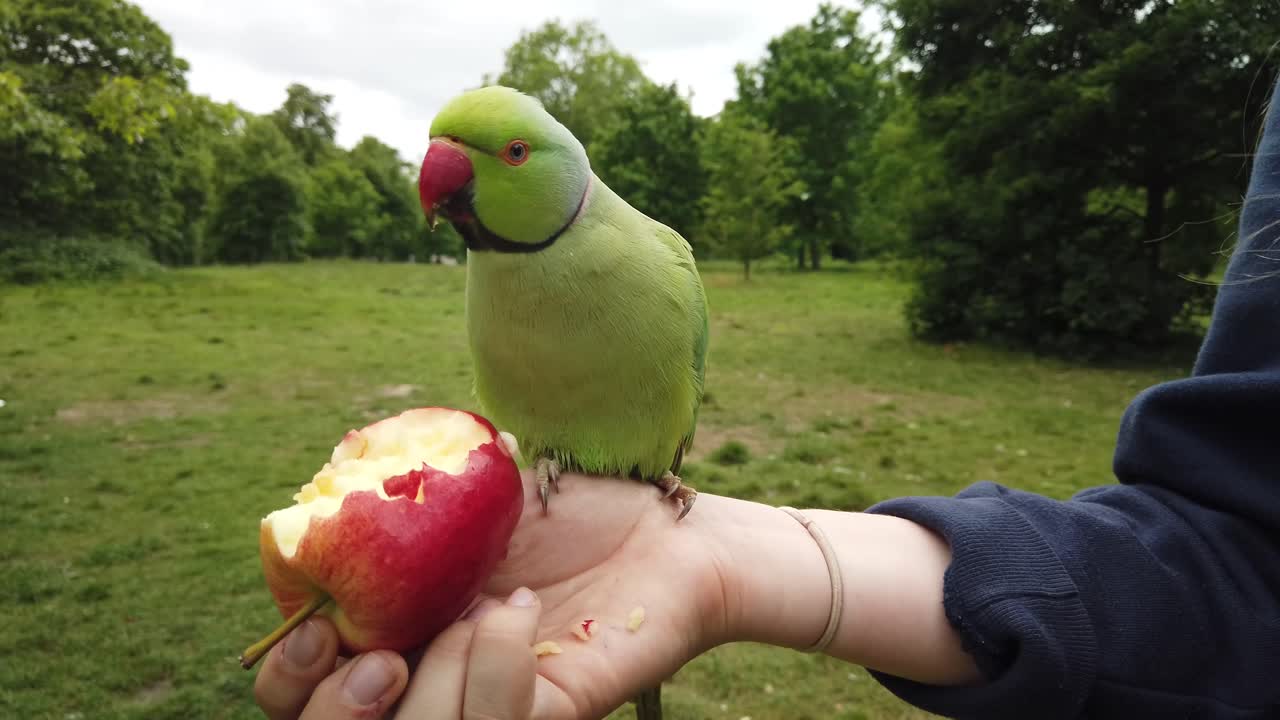 Cotorra de Kramer de Londres alimentándose de una manzana sostenida por una persona, Parque de Kensington, Londres, Reino Unido