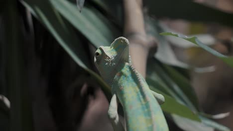 Back-View-Of-Veiled-Chameleon-Climbing-On-Tree-In-A-Tropical-Forest