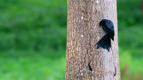 el drongo cola de raqueta mayor es conocido por su cola que parece una raqueta