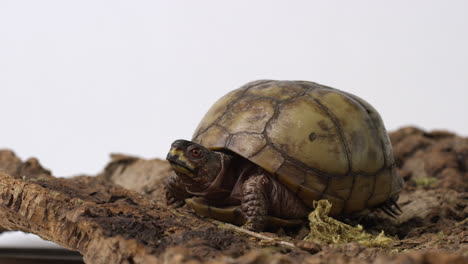 la tortuga de caja común investiga con cautela el terreno - aislado en un fondo blanco