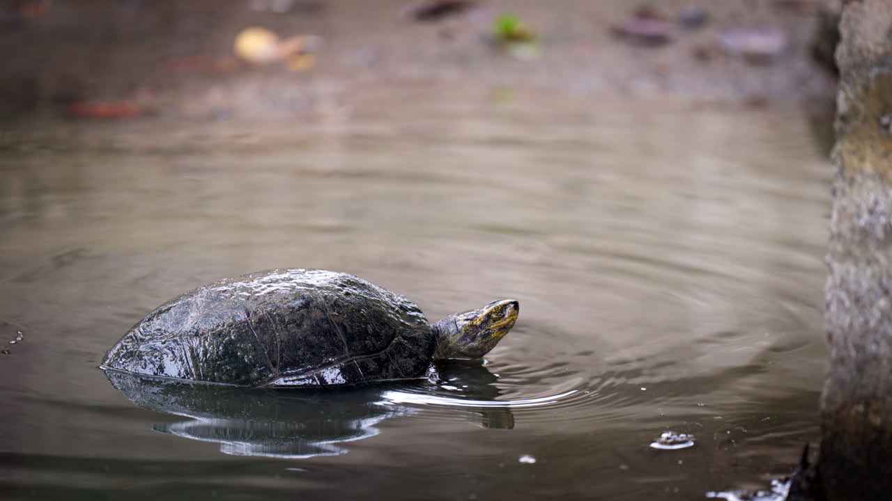 In his pond, tortoise is king, you see, living life slow, calm, and free