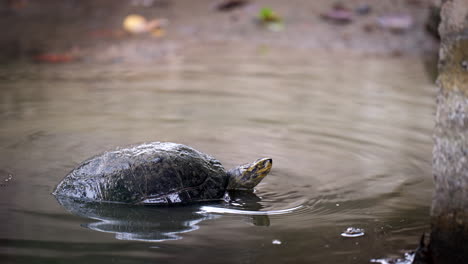 in his pond, tortoise is king, you see, living life slow, calm, and free