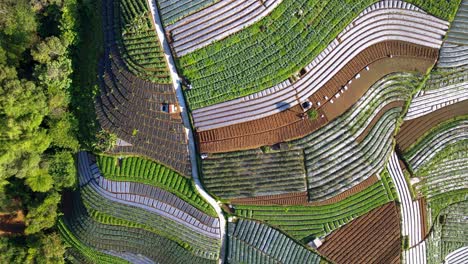 Overhead-drone-shot-of-Scallion,-broccoli,-onion-and-potato-plant-on-agricultural-field-on-the-slope-of-mountain---green-vegetable-plantation
