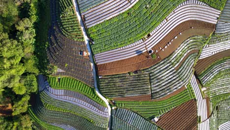 Overhead-Drohnenaufnahme-Von-Frühlingszwiebeln,-Brokkoli,-Zwiebeln-Und-Kartoffelpflanzen-Auf-Landwirtschaftlichen-Feldern-Am-Hang-Des-Berges---Grüne-Gemüseplantage