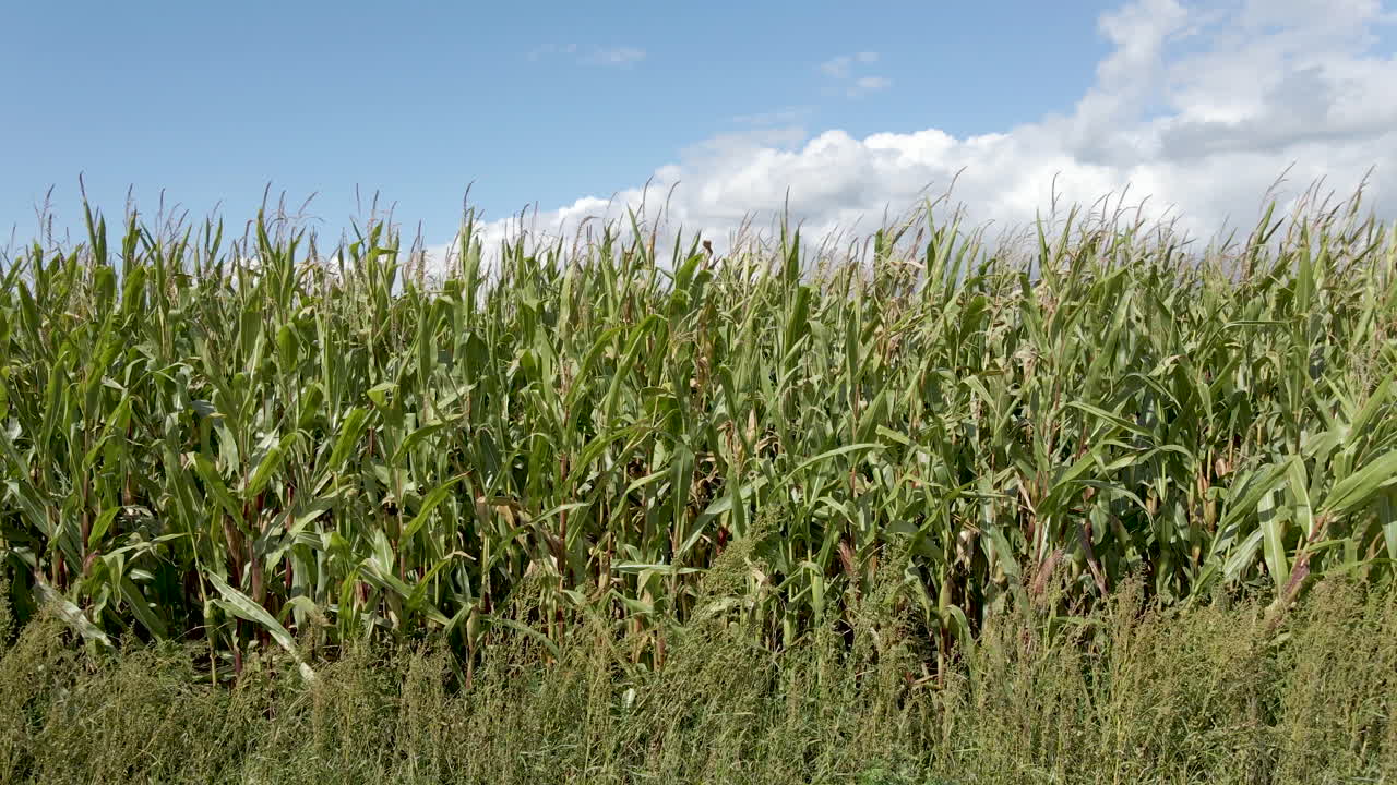 carro de hermoso campo de trigo verde en el día de verano