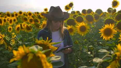 una mujer granjera está caminando por el campo con muchos girasoles y estudiando sus principales características. está escribiendo algunas cosas importantes en su libro electrónico.