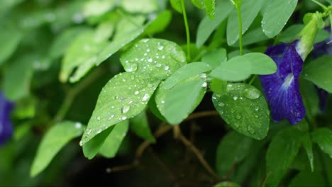 Amidst-canvas-of-green,-purple-Asian-pigeonwings-