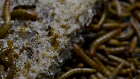 the mealworm is a species of darkling beetle used to feed pets like fish, snakes, birds, and frogs