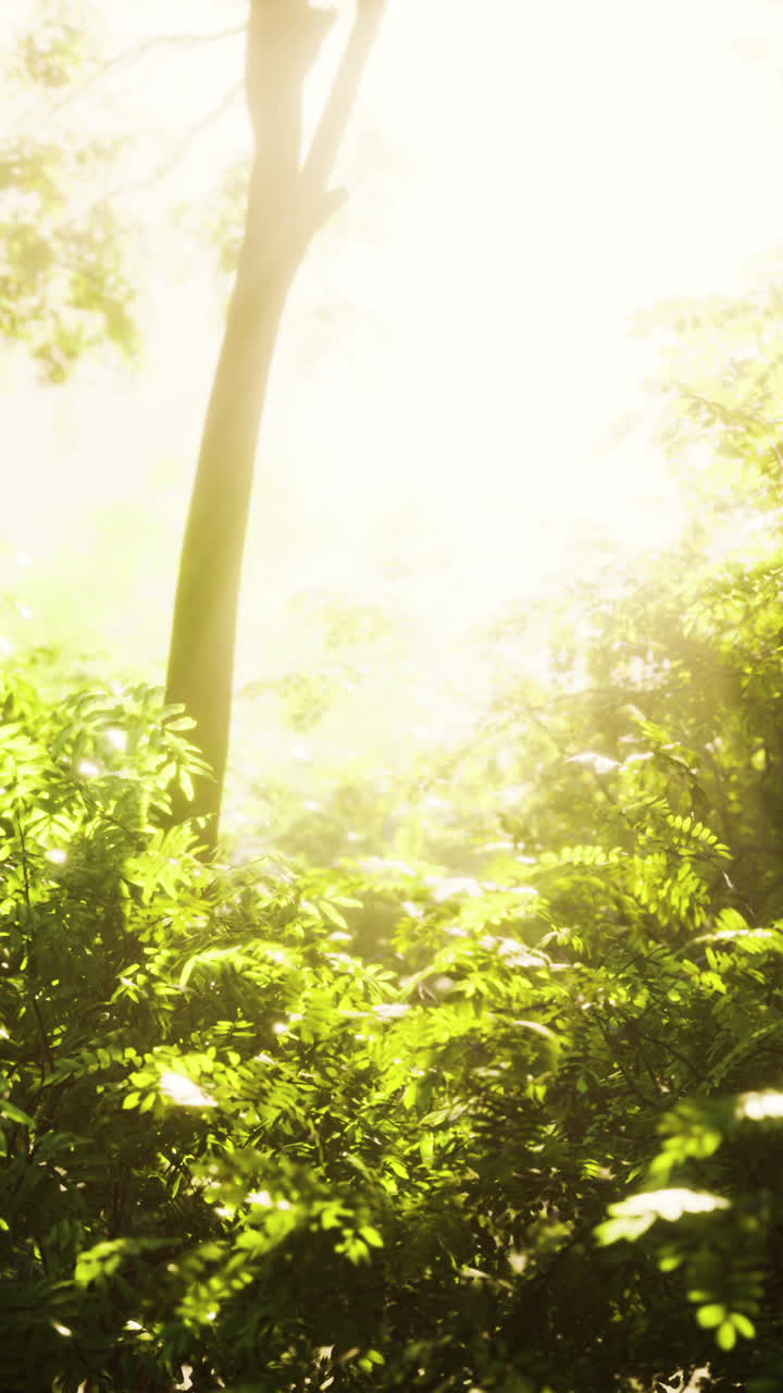 가을의 첫날 새벽에 안개 숲