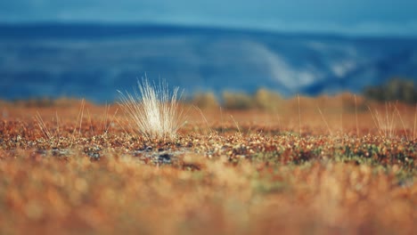 Colorful-vegetation-and-tufts-of-dry-grass-cover-the-ground-in-the-autumn-tundra