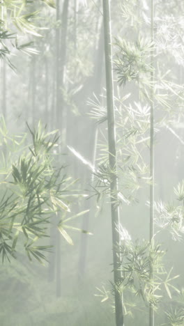 tranquil bamboo forest in the mist