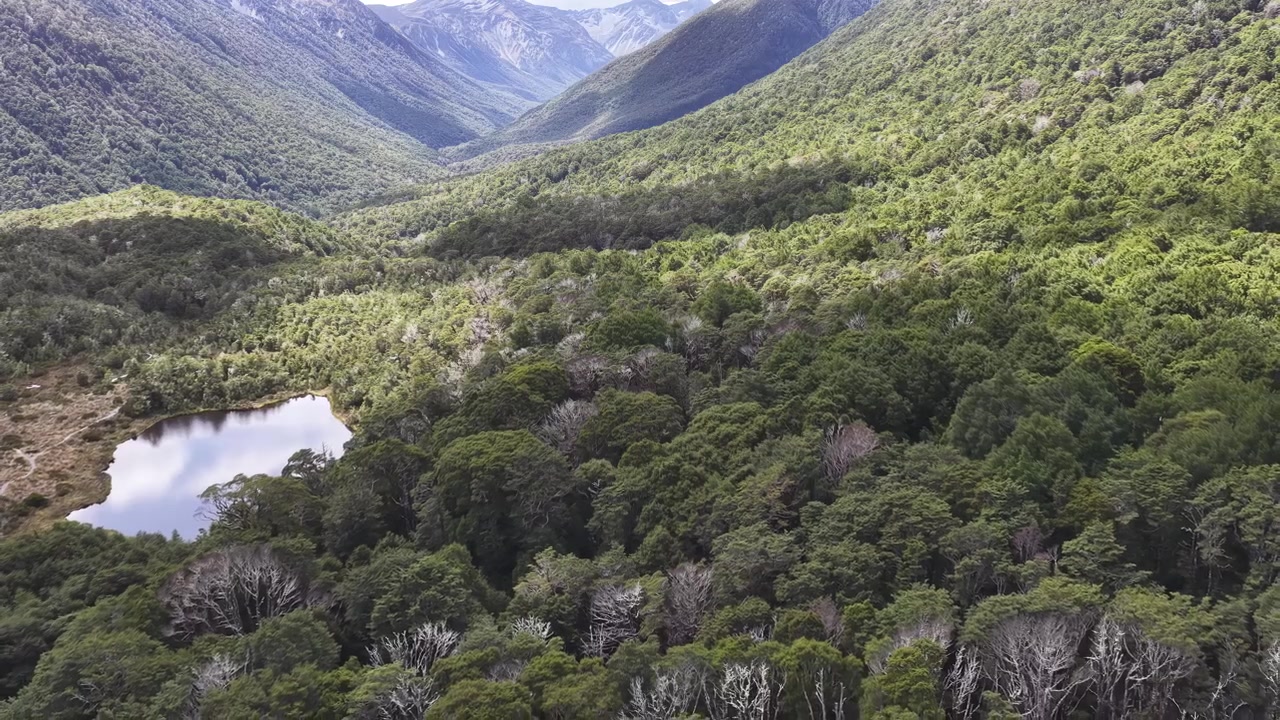 Plano de retroceso cinematográfico con dron de un denso bosque nativo, valle alpino y naturaleza salvaje remota en la Isla Sur de Nueva Zelanda, una vista natural impresionante