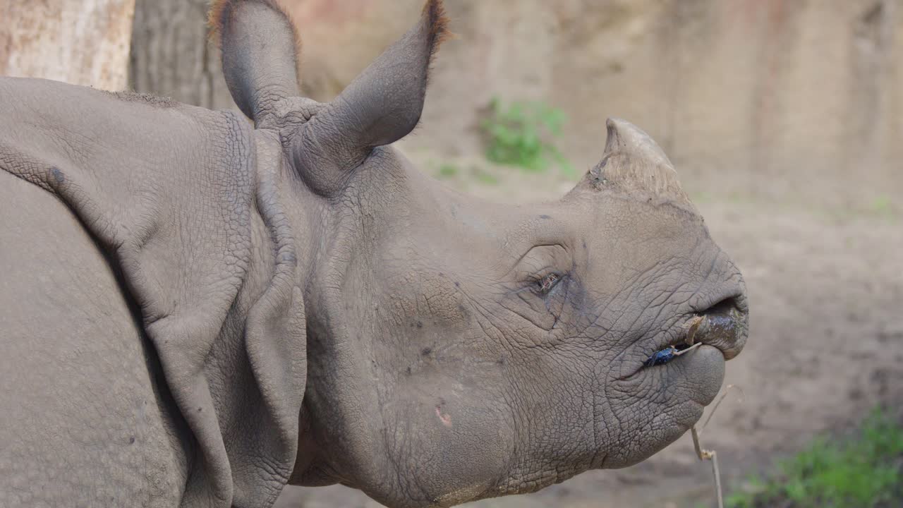 Greater one-horned rhinoceros eating vegetation in a naturalistic zoo habitat, side profile view