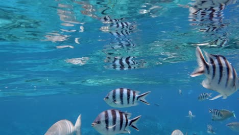 Shoal-Of-Striptailed-Damselfish-And-Black-Rabbitfish-Underwater