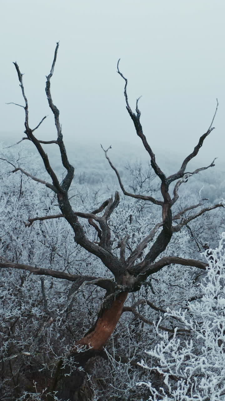 Dry brown tree among white trees in winter. Beautiful landscape of snowy trees in the forest. Winter time. Vertical video