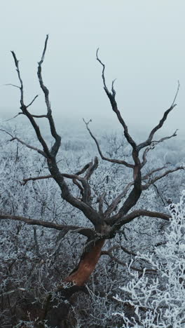 dry brown tree among white trees in winter. beautiful landscape of snowy trees in the forest. winter time. vertical video