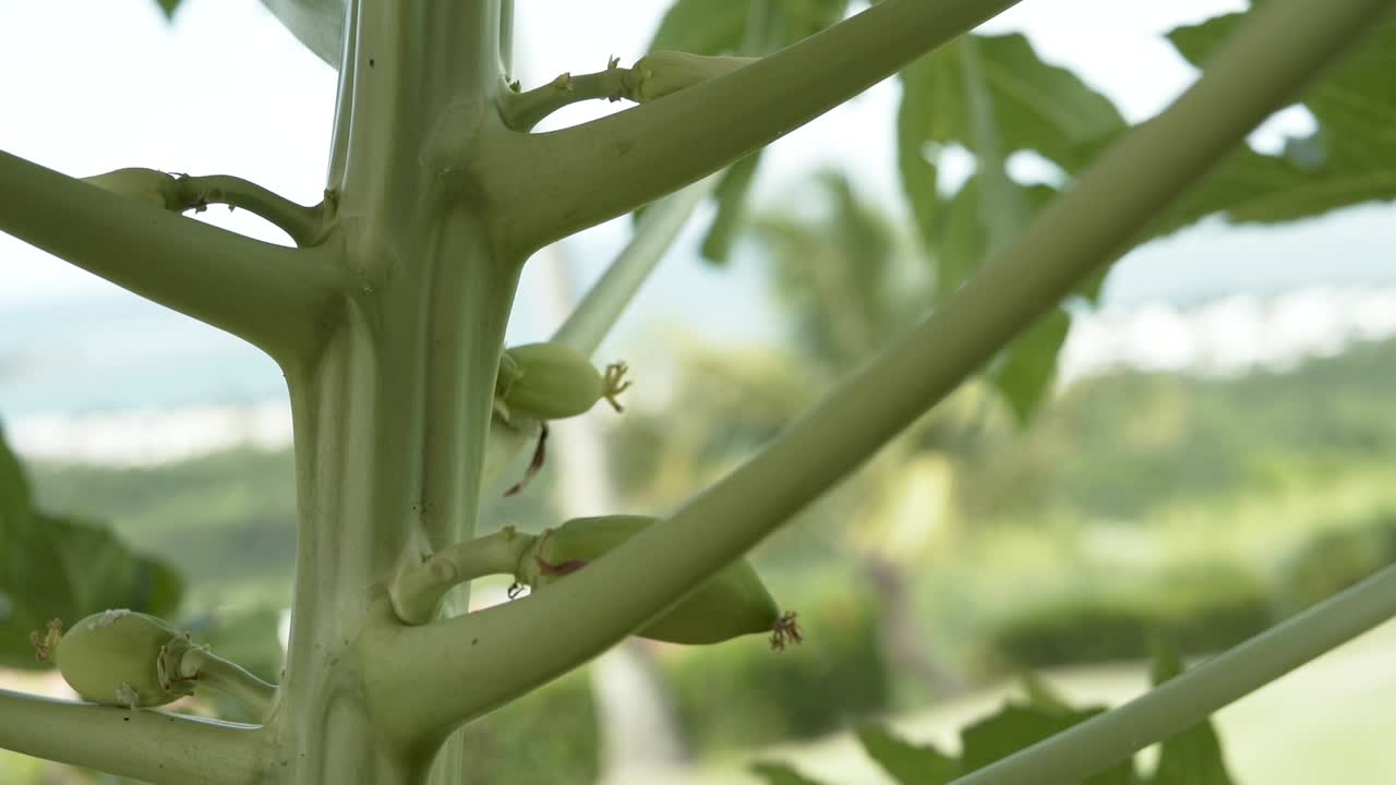 el proceso de crecimiento de las frutas y flores de la papaya carica en un día de viento panorámica de cerca en puerto rico