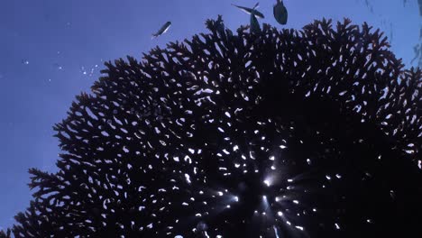 Light-shining-through-big-table-coral-in-blue-ocean-with-fishes