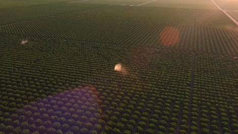 Spraying-insecticide-in-a-huge-apple-orchard---aerial-view-at-sunset