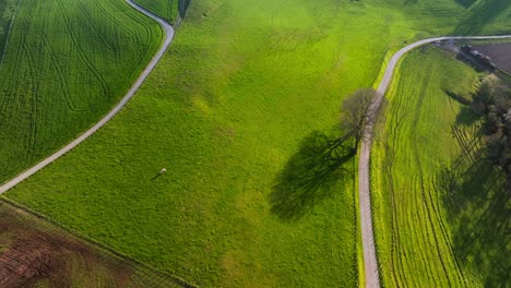 drone shot of a graphic agricultural landscape, a single tree, then pasture lines