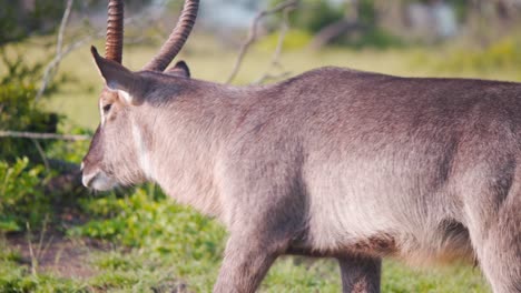 Furry-male-Waterbuck-antelope-with-curved-horns-striding-in-savannah