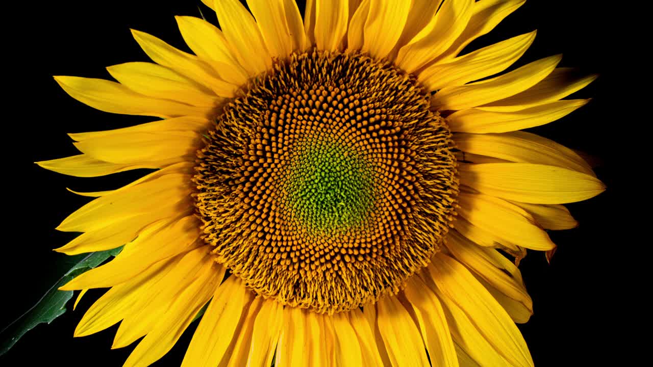 cabeza de girasol amarilla floreciendo en el lapso de tiempo. apertura de la flor en un fondo negro de bud a marchitado en el lapse de tiempo