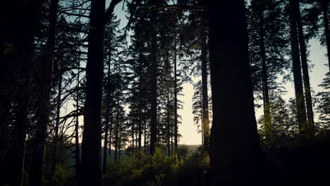 bucolic scene at sunset