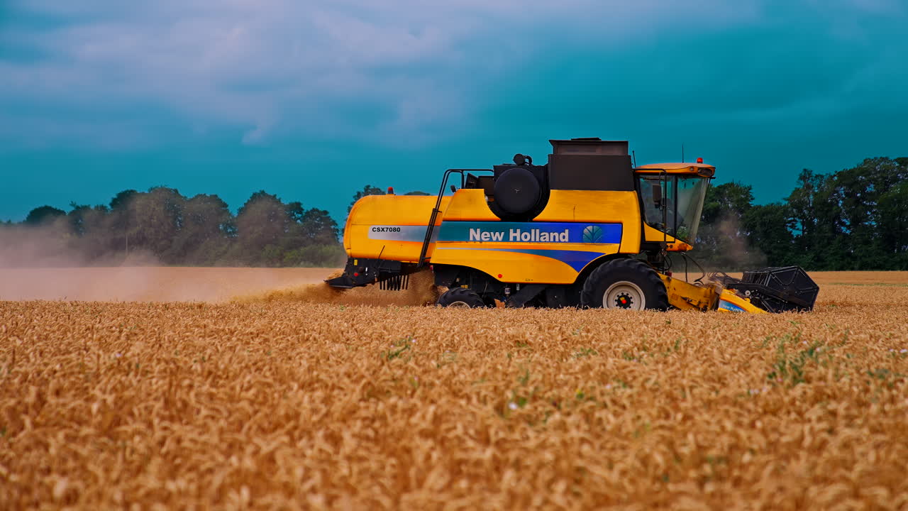 Harvester colecting crops of wheat. Harvester riding through field and gathering crop of ripe wheat