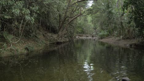 Frondoso-Bosque-Que-Rodea-El-Arroyo-Emmagen-En-El-Parque-Nacional-Daintree,-Norte-De-Queensland,-Australia---Panorámica