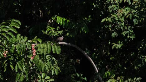 Paloma-Manchada,-Spilopelia-Chinensis-Posada-En-Una-Rama-Mientras-Se-Acicala-Su-Ala-Derecha-Y-Luego-Se-Rasca-La-Cabeza-Con-El-Pie-Izquierdo,-Parque-Nacional-Khao-Yai,-Tailandia