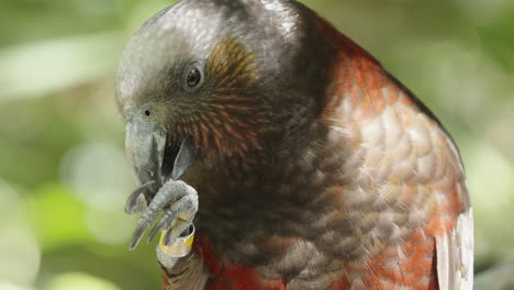 new zealand kaka parrot with leg band feeding with its claw