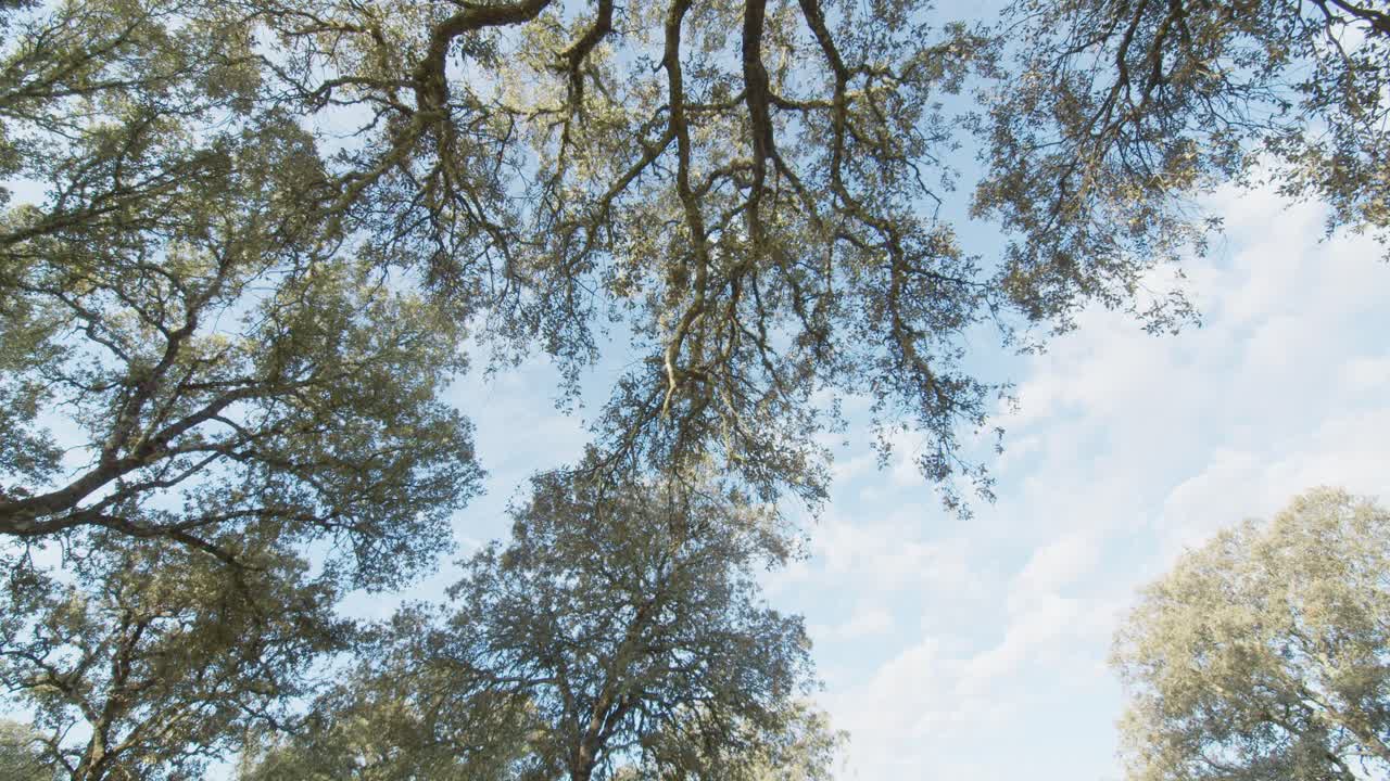 Panoramic view of a mediterranean forest, a pasture, in the Tietar Valley, Toledo, Spain, on a spring day with Spanish lavender flowers. Detail of the tops of the holm oaks