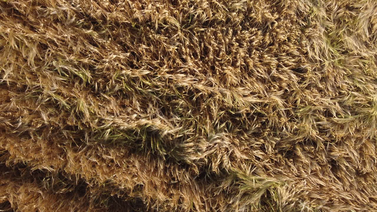 campo de trigo agricultura orgánico cultivo