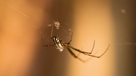 araña tejiendo una intrincada red en la costa dorada