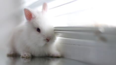 close-up of an adorable white bunny