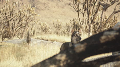 fotografía fija de perro canino animal de compañía en vida silvestre región de vegetación desértica valle de conservación mojave sur de california estados unidos