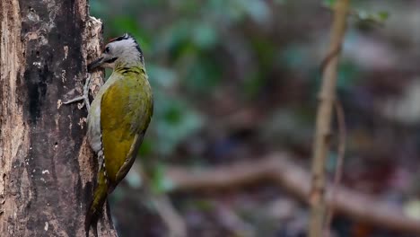 El-Pájaro-Carpintero-De-Cabeza-Gris-También-Se-Llama-Pájaro-Carpintero-De-Cara-Gris-Que-Se-Encuentra-En-Muchos-Parques-Nacionales-De-Tailandia-Y-Es-Muy-Particular-Al-Elegir-Su-Hábitat-Para-Que-Prospere