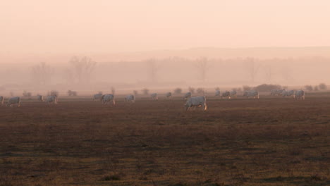 ganado de vacas en un campo al atardecer en hungría durante el invierno templado