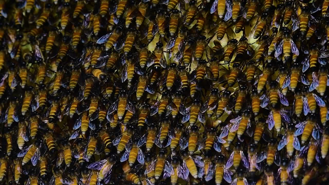 se sabe que las abejas melíferas gigantes construyen grandes colonias de nidos con bolsillos simétricos hechos de cera para almacenar miel como fuente de alimento.